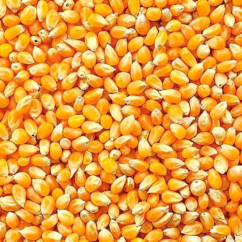 Milho Agro JM Insumos Nutrição Animal