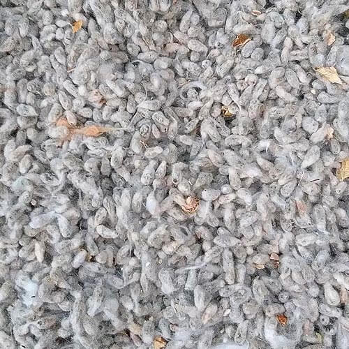 Caroço de Algodão Agro JM Insumos Nutrição Animal