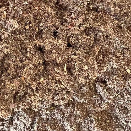 Farelo de Algodão Agro JM Insumos Nutrição Animal